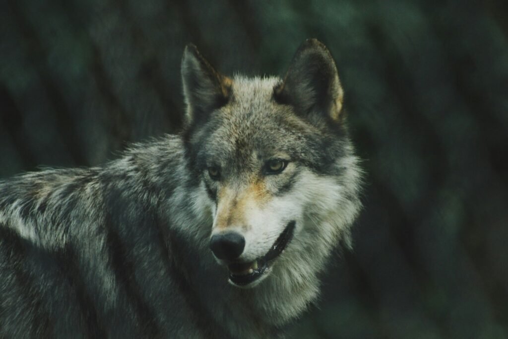 selective focus photography of gray wolf