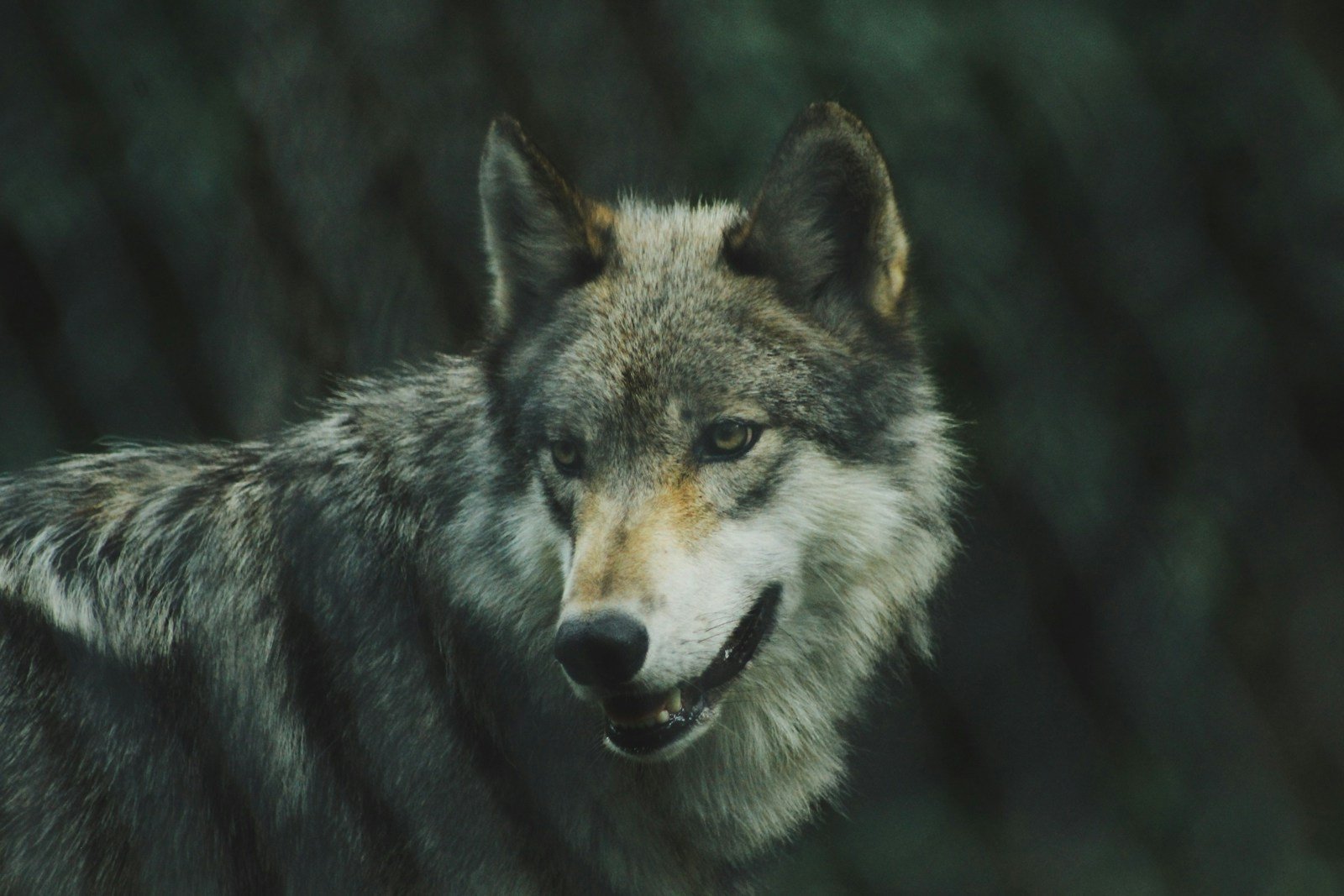 How Wolves Work Together to Take Down Large Prey
