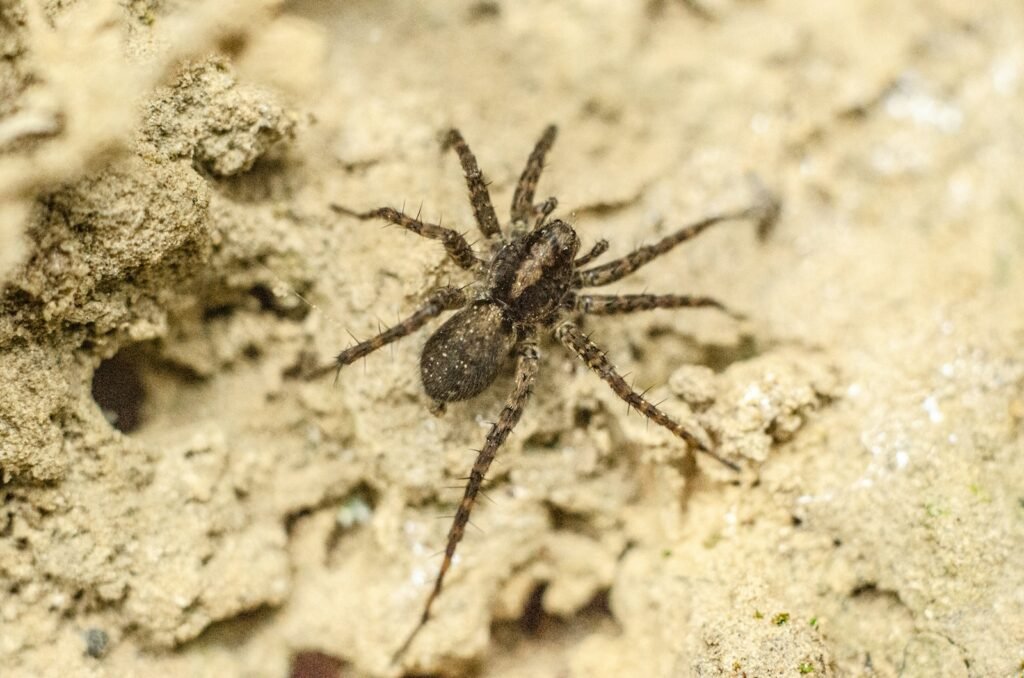 black and brown spider on brown sand during daytime