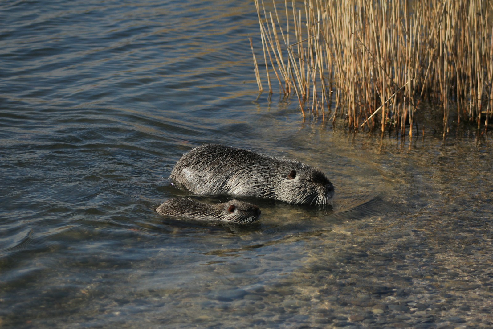 This River in New York Still Hides Strange Creatures