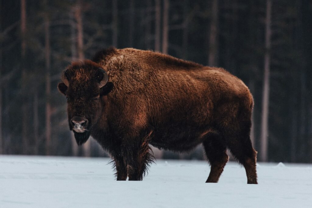 Brown bison on snow covered ground during daytime