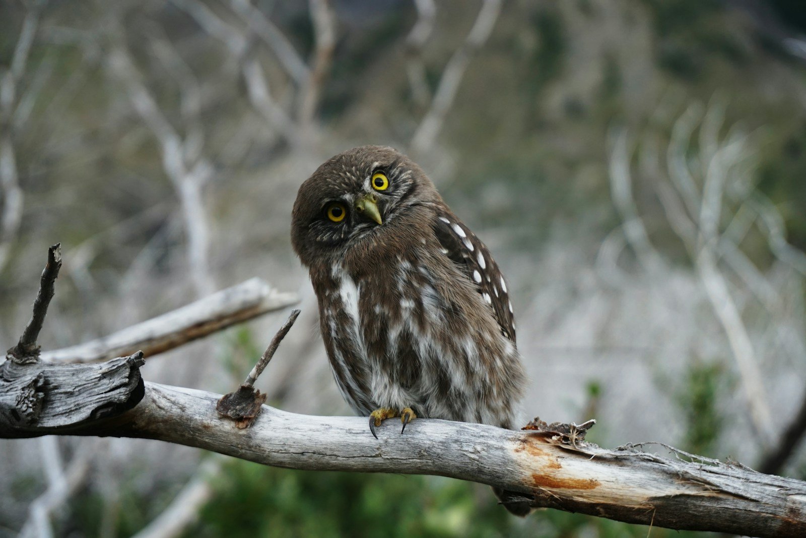 The Owls of the Pacific Northwest: What Scientists Are Learning About Their Disappearing Forests