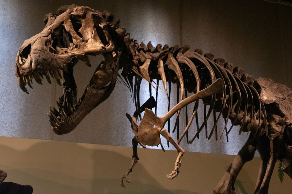 A dinosaur skeleton in a museum with people looking at it