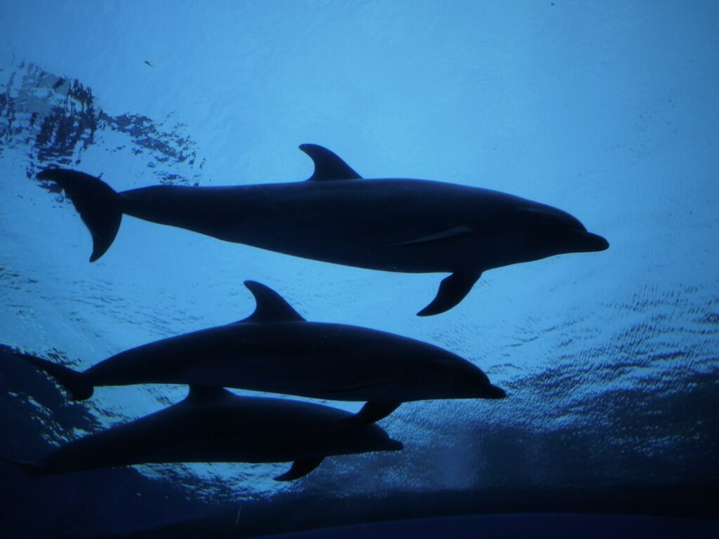 Dolphins swimming in the ocean