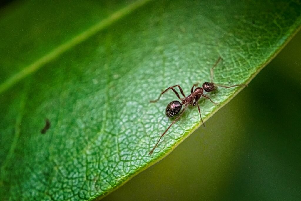 black ant on green leaf