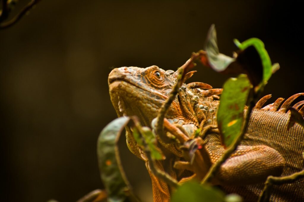 a close up of a lizard on a tree branch