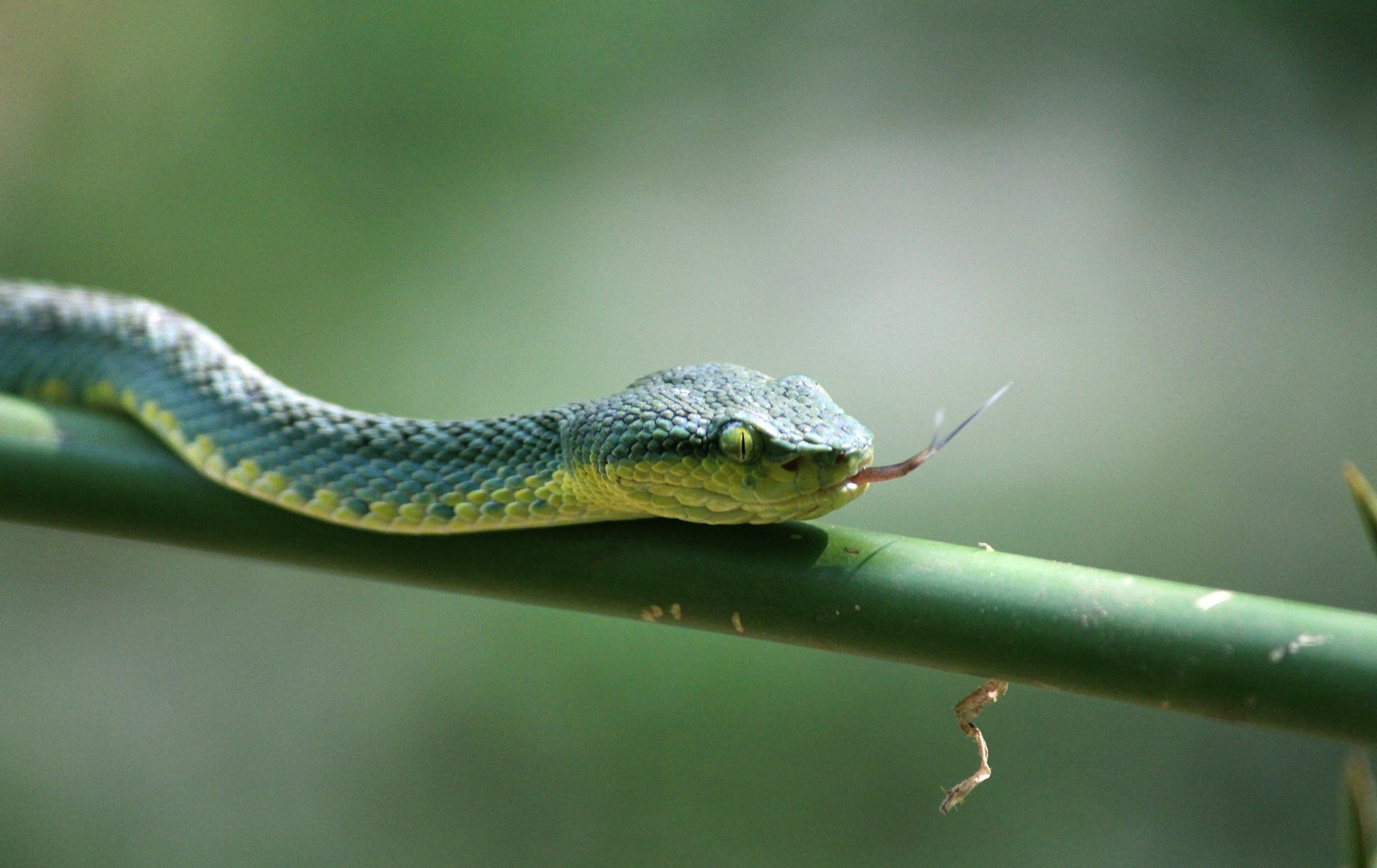 How Snakes ‘See’ Warm-Blooded Animals With Their Faces