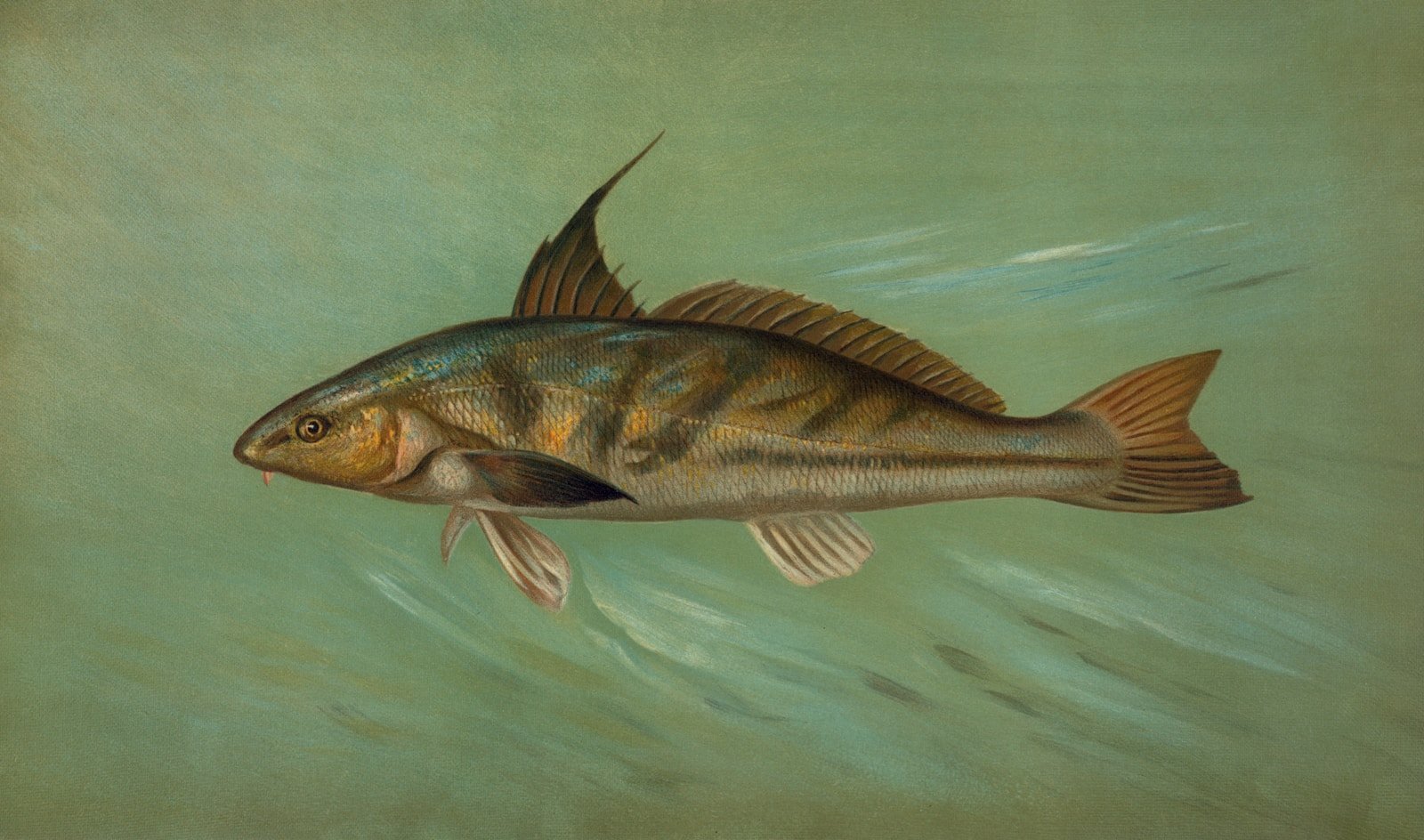 5 Animals That Live Without Oxygen (and Don’t Seem to Mind)