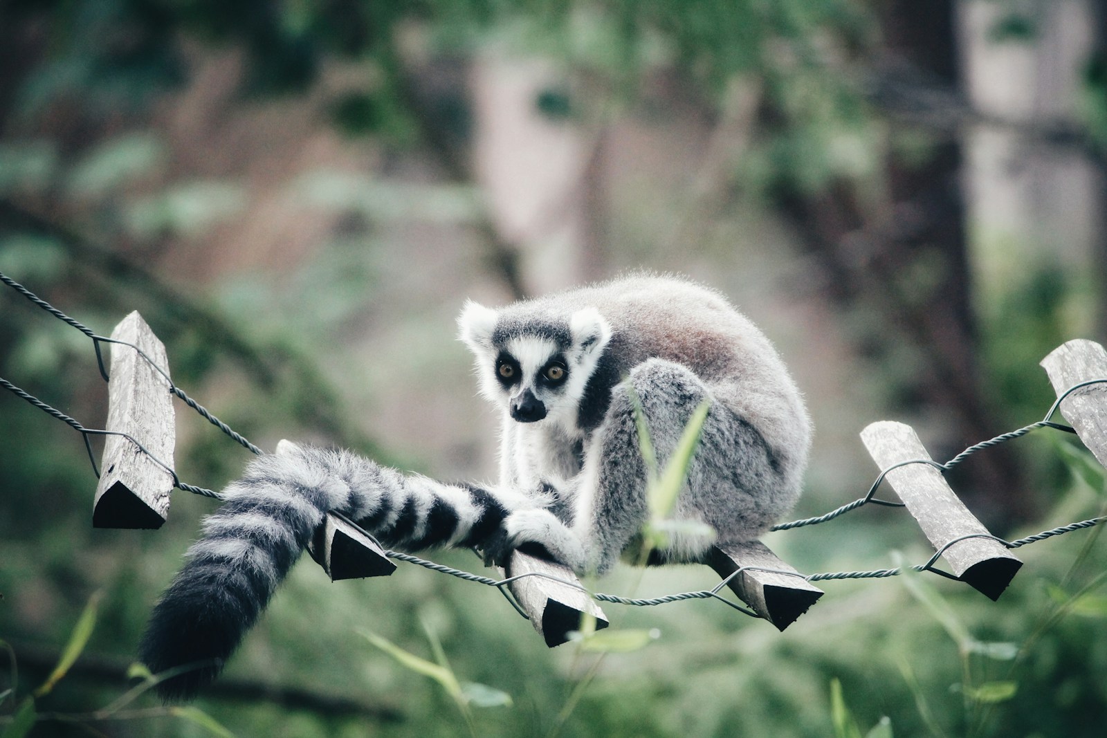 The Smallest Primate in the World – It Could Fit in Your Palm