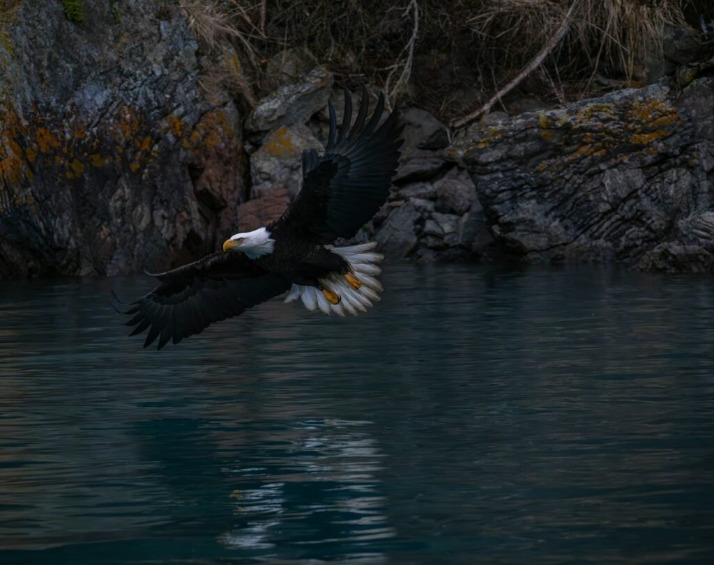 A bald eagle soars above the water.