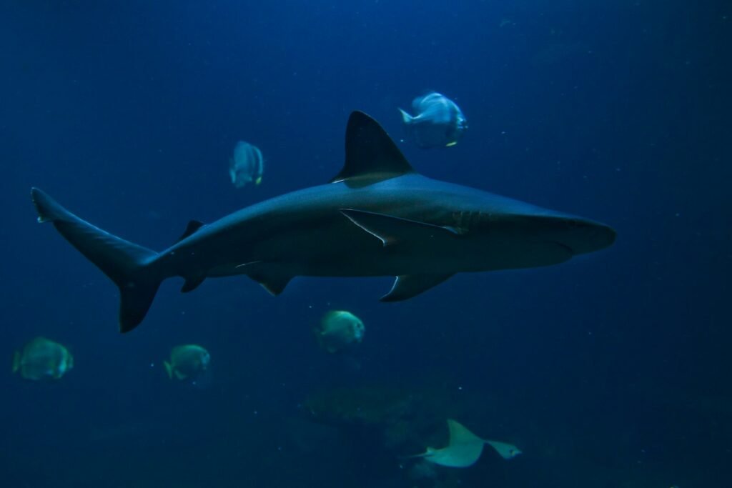 a large shark swimming in the ocean