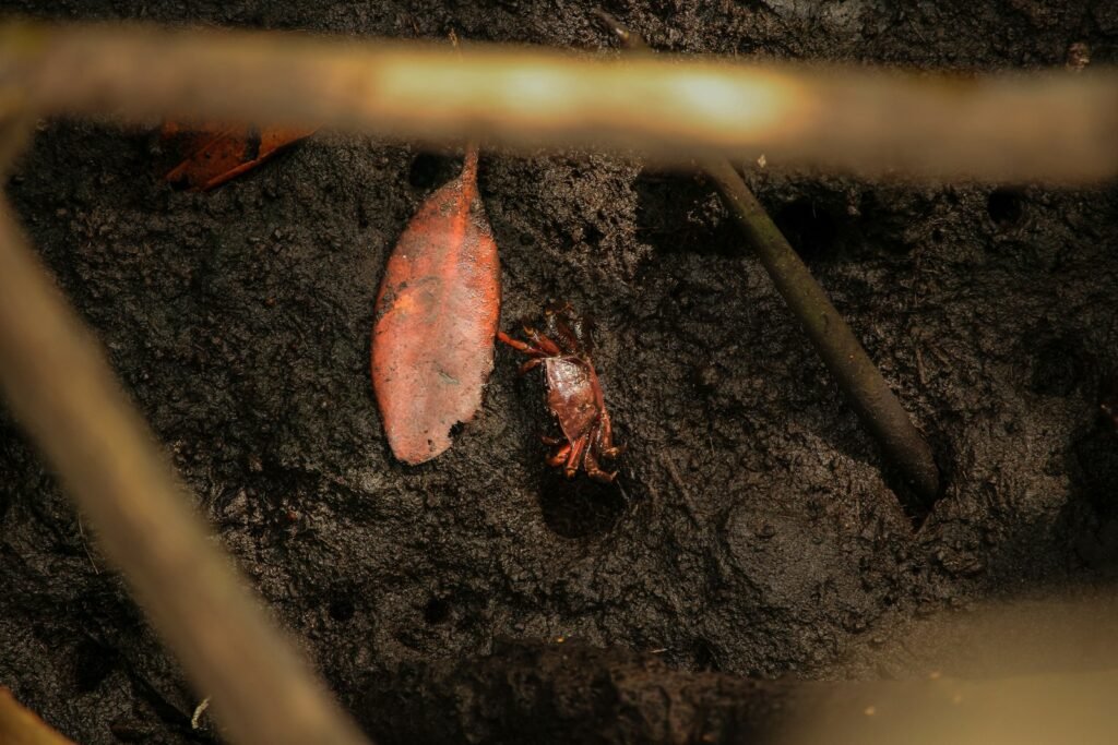 a crab crawling on the ground next to a leaf