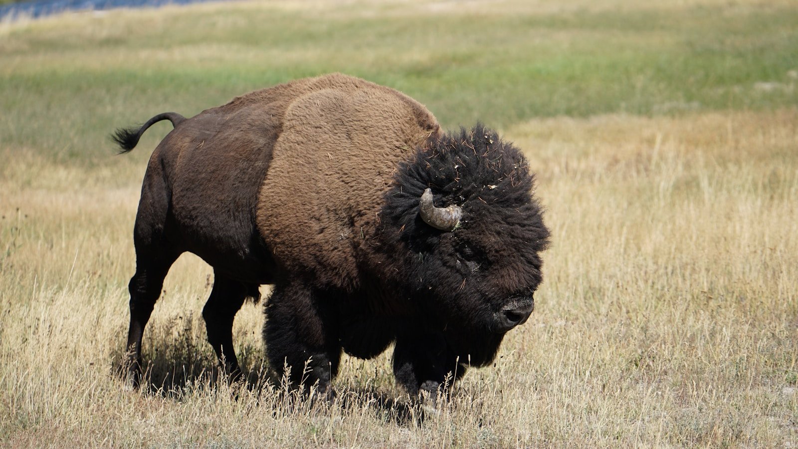 Why Bison Roll in the Dirt – The Importance of Wallows