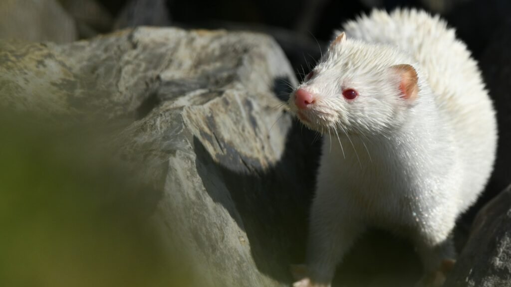 Close-up of a white ferret with a pink nose and whiskers standing on top of a rock.