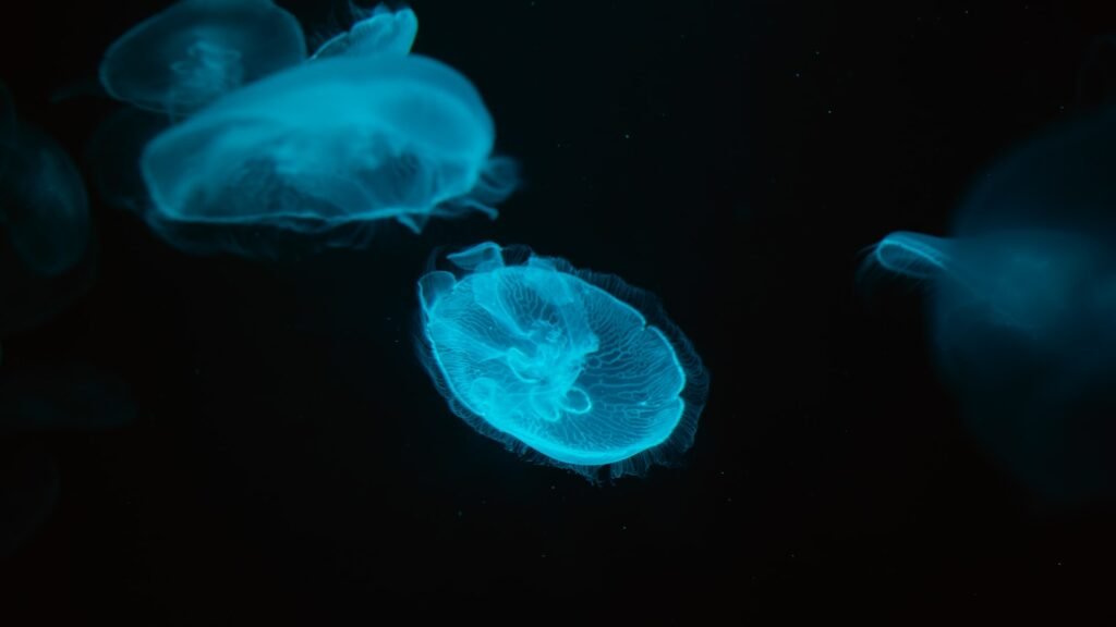 blue jellyfish