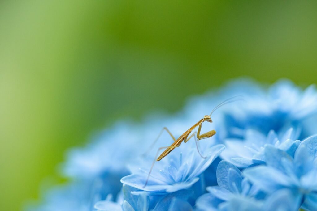 A bug sitting on top of a blue flower