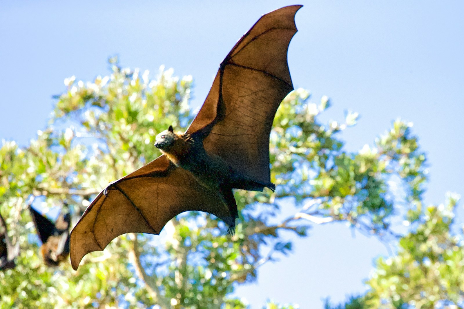 Bats You Might Still Spot in Kentucky’s Caves