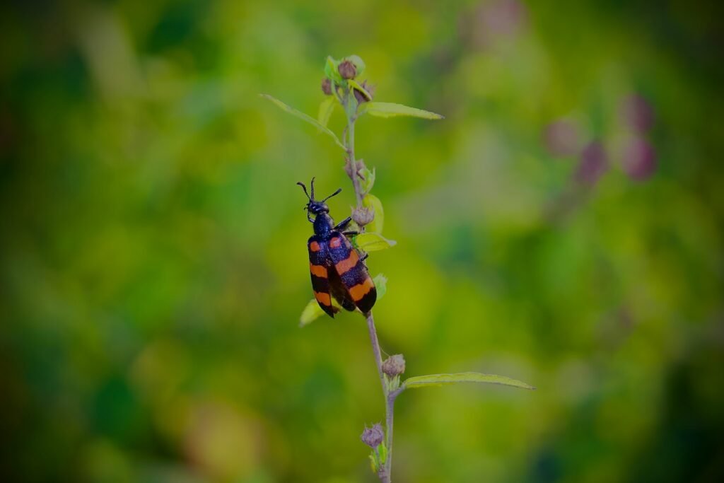 a bug on a plant