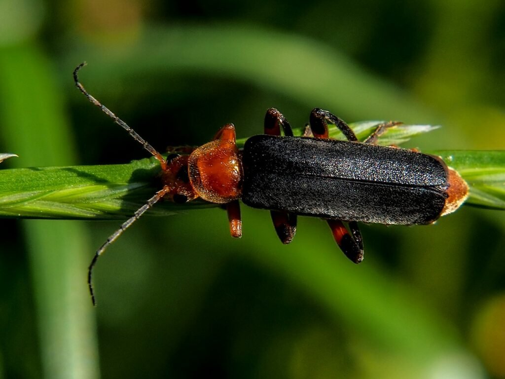 a close up of a bug on a plant