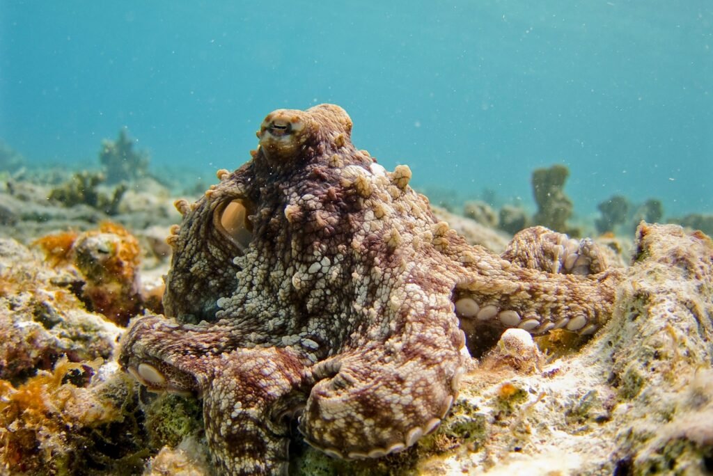 octopus camouflage