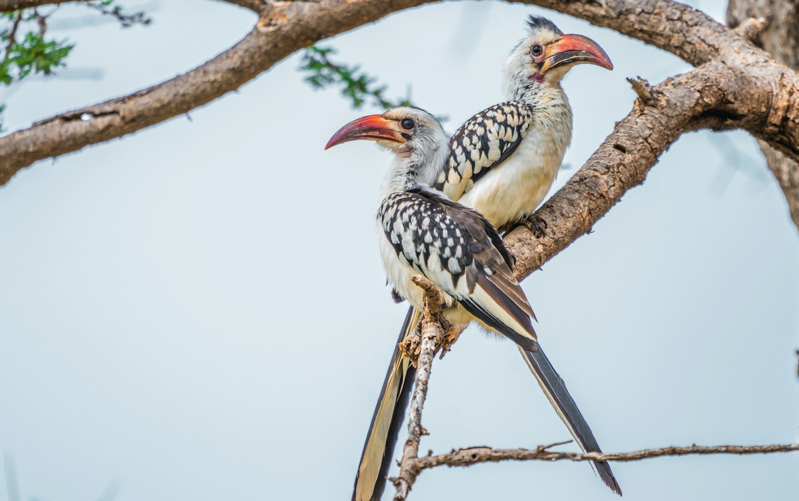 How to Travel With Your Pet Bird – Safety and Comfort Tips
