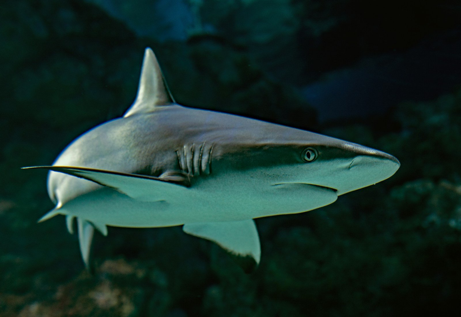 The Truth About Shark Attacks: Are You Really in Danger?