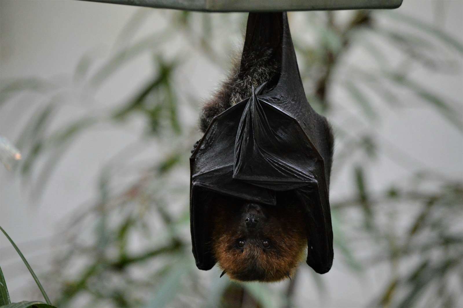 Bats See With Sound, But Some Can See UV Too
