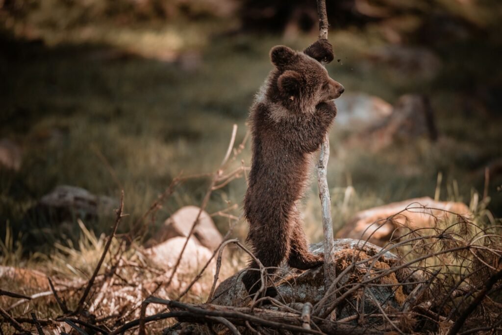 grizzly bear cub stand beside stick