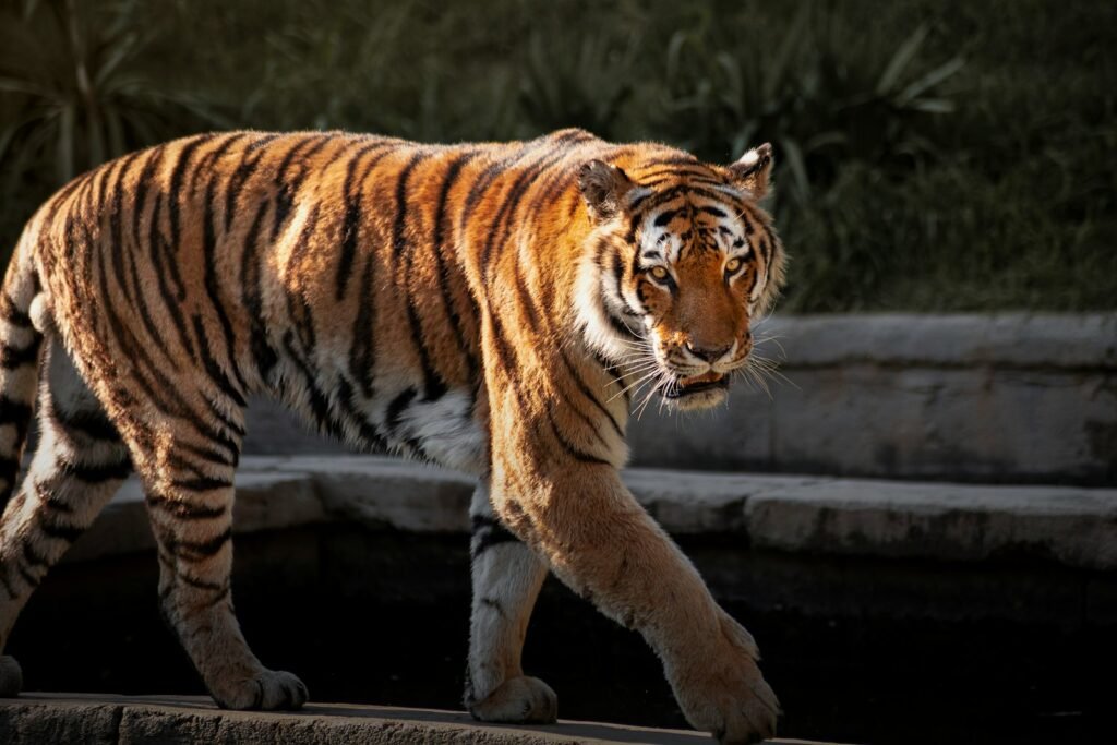 brown and black tiger walking on brown concrete floor
