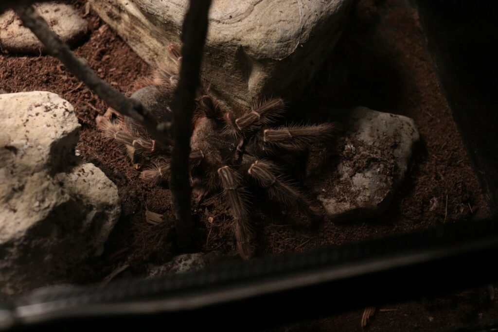 a large spider sitting on top of a pile of dirt