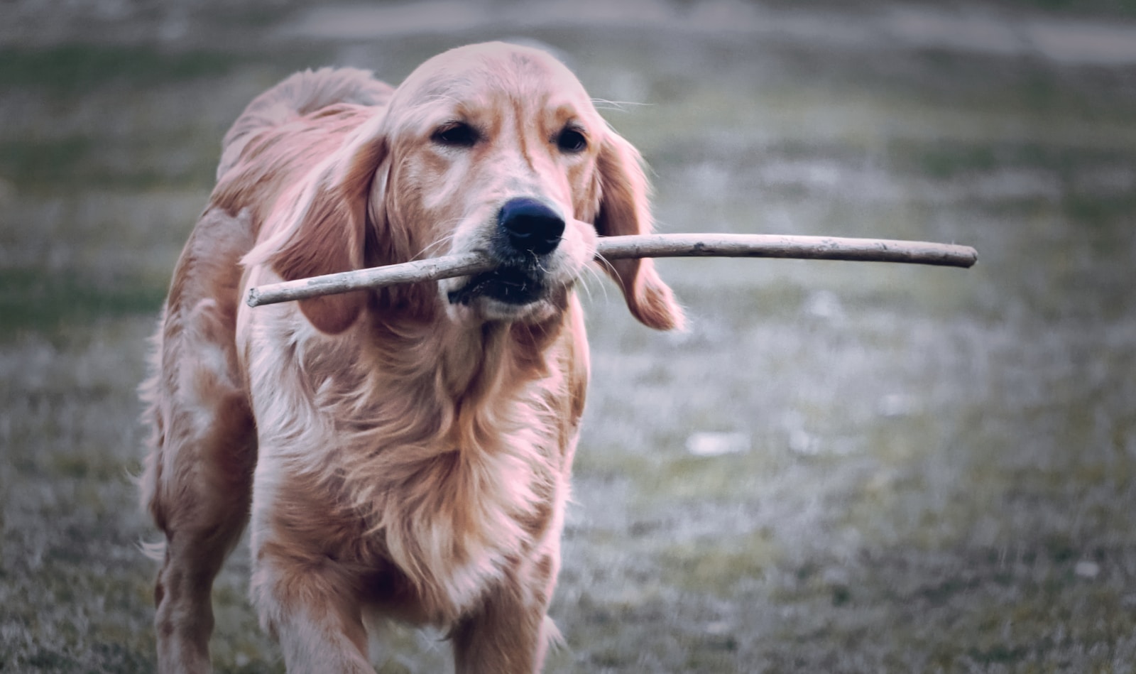 12 Incredible Ways Animals Use Tools in the Wild – And Why It Matters to Science