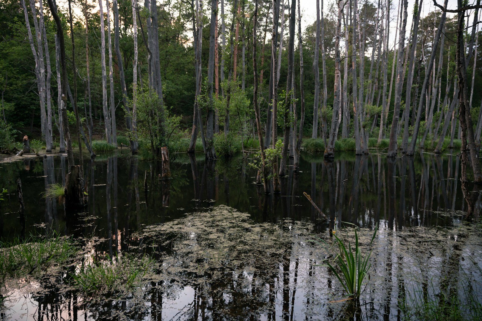 This Is Why Louisiana’s Swamps Are Packed With Wildlife