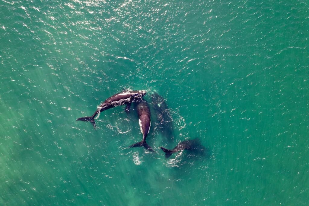 pod of orcas near the water surface