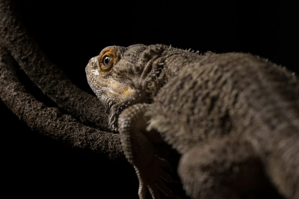 gray and brown bearded dragon