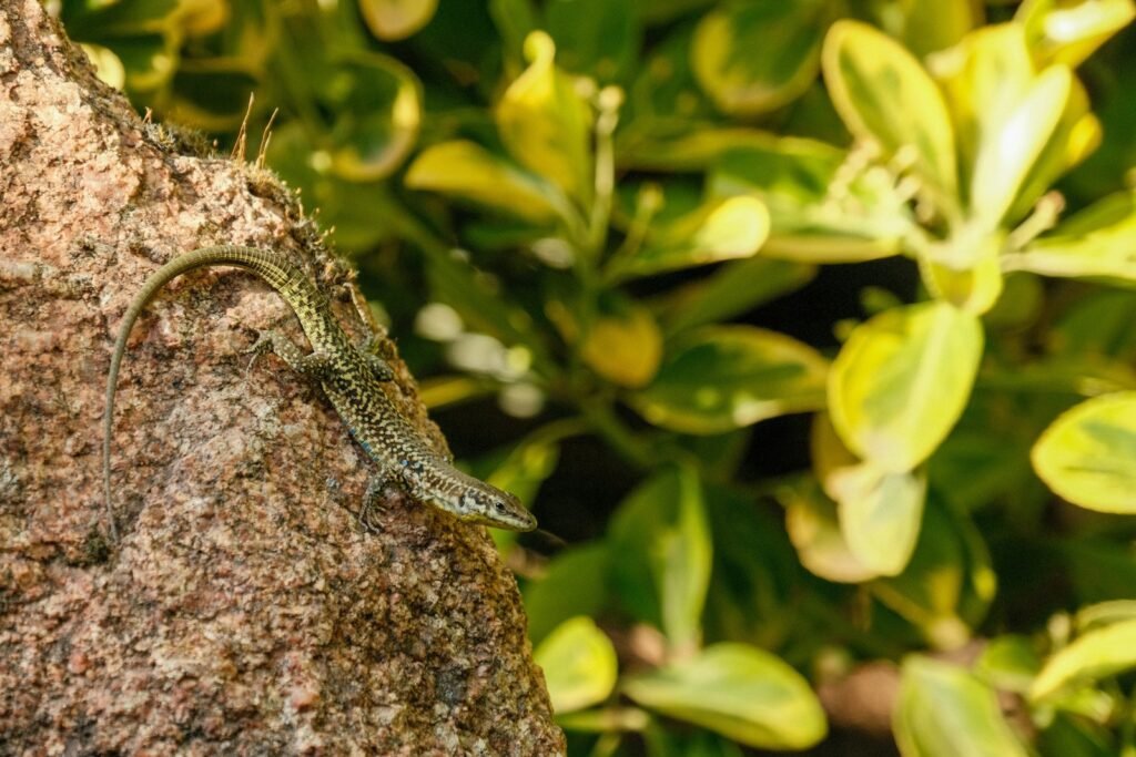 A lizard sitting on top of a rock next to a bush