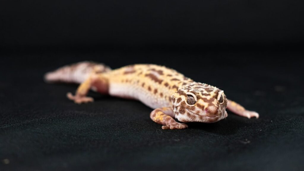 A small gecko laying on a black surface.