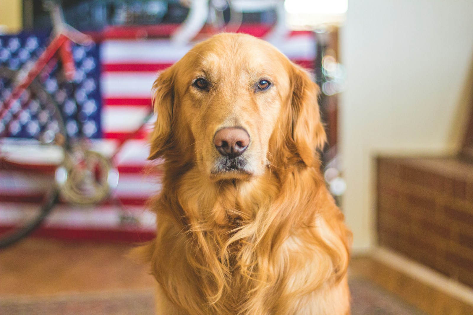 Why Some Dogs Can Smell Diseases Before Doctors