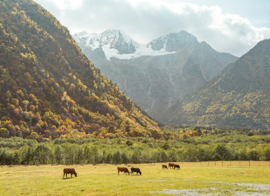 A herd of cattle grazing on a lush green field