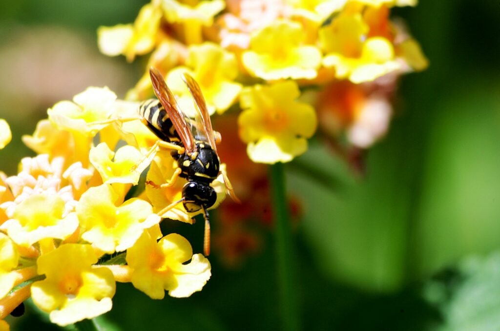 black and yellow bee on yellow flower