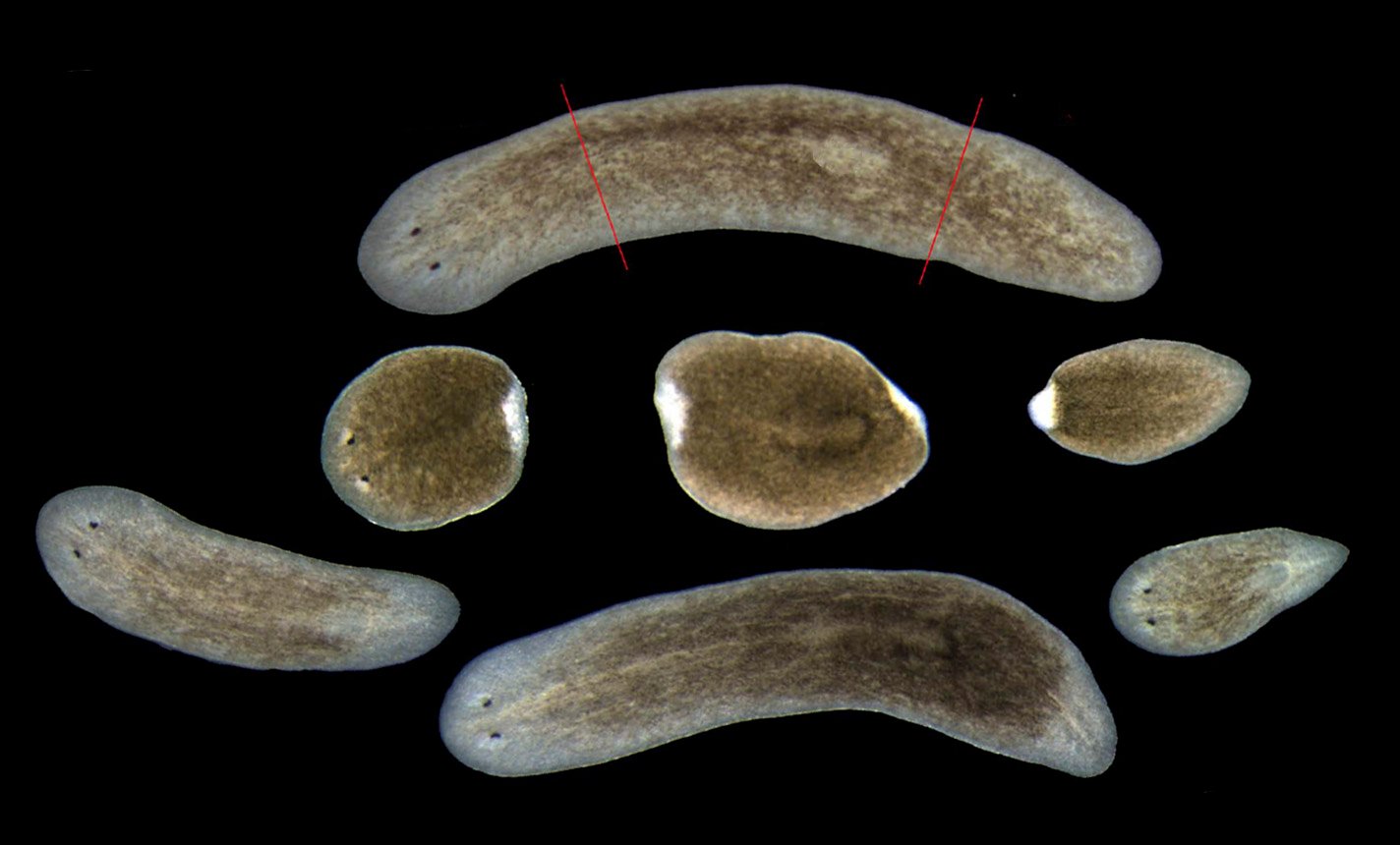 Flatworm regenerating its head and tail after fragmentation a survival strategy used by planarians.