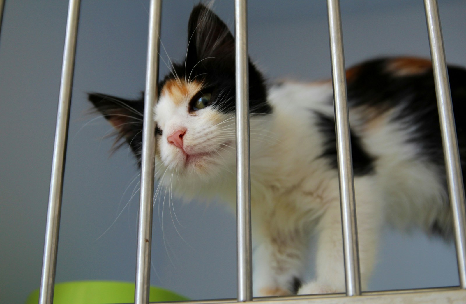 Why Scent, Texture, & Play Matter for Shelter Animals – & How You Can Make a Difference
