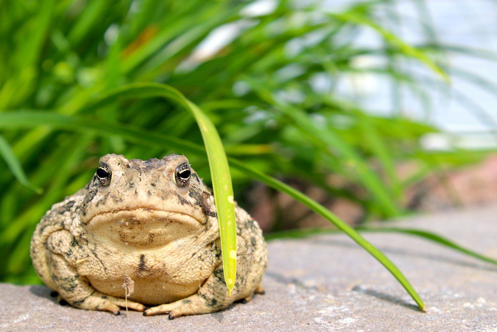 The Toad That Gives Birth Through Its Back – and Then Explodes