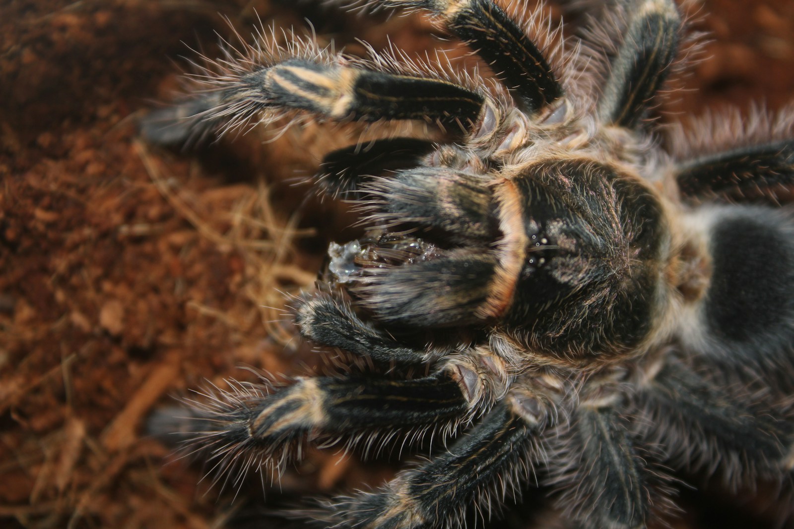 The Largest Spider Ever Discovered – Its Legs Were Longer Than Your Hand