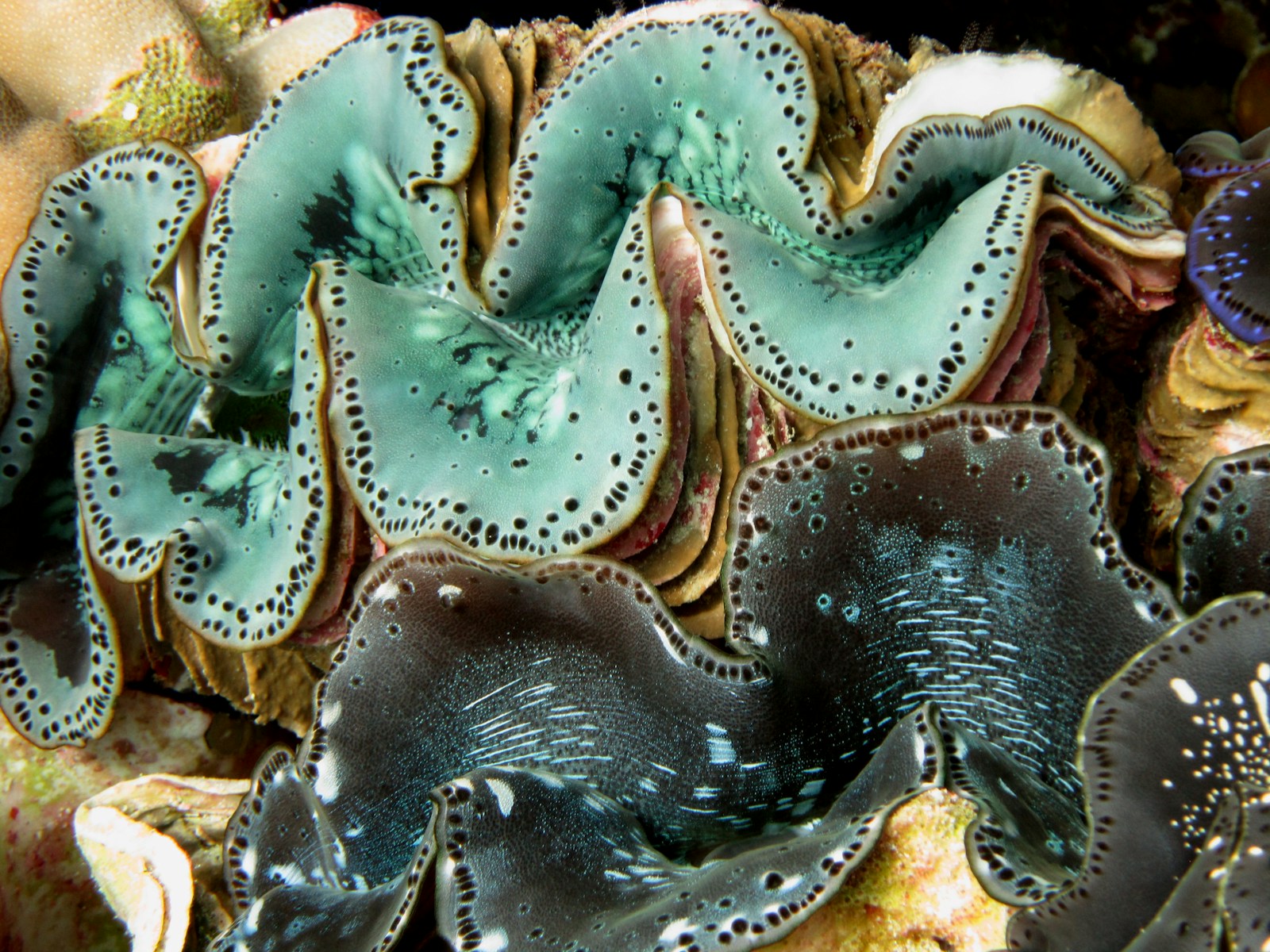 The Largest Clam Ever Found – You Won’t Believe Its Weight