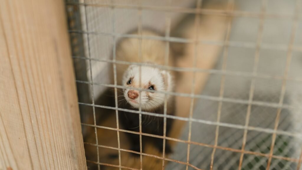 Indoor shot of a ferret with a white face, looking upwards through a cage.