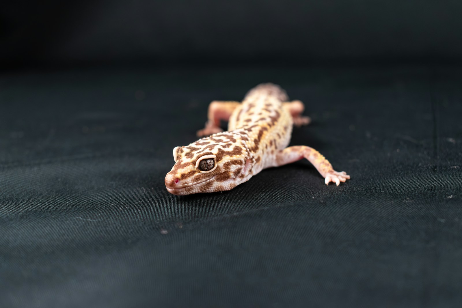 The Role of Rescue Centers in Saving Exotic Pets From Neglect