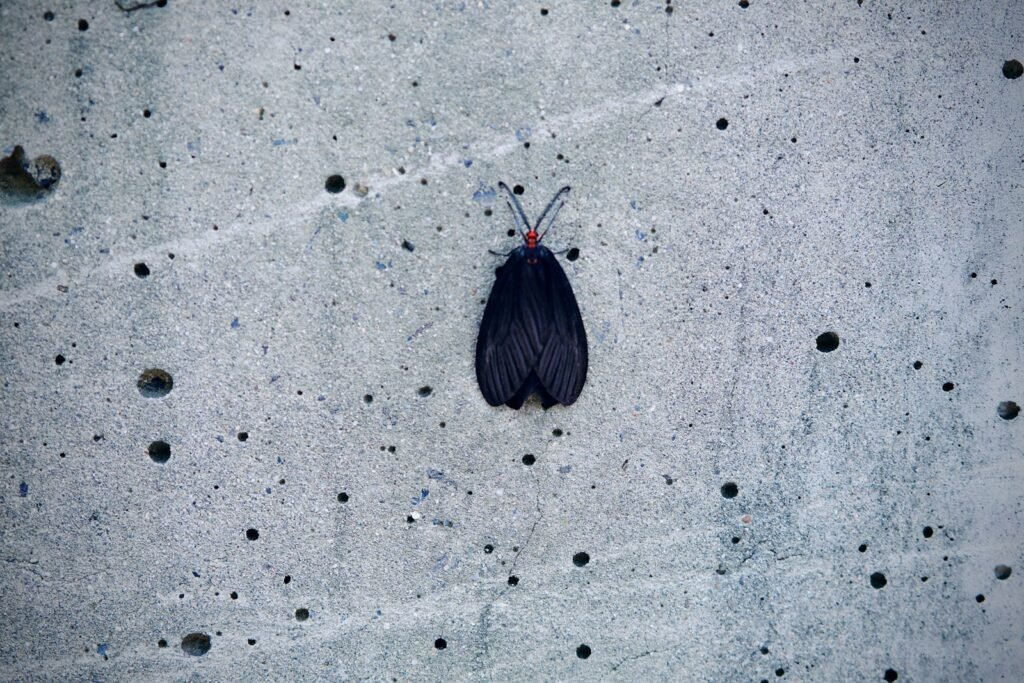 a small black insect sitting on a cement surface