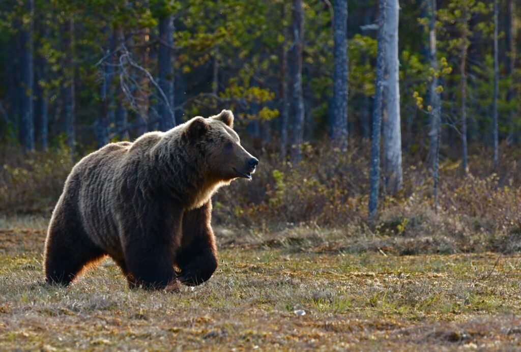 Brown bear walking near trees
