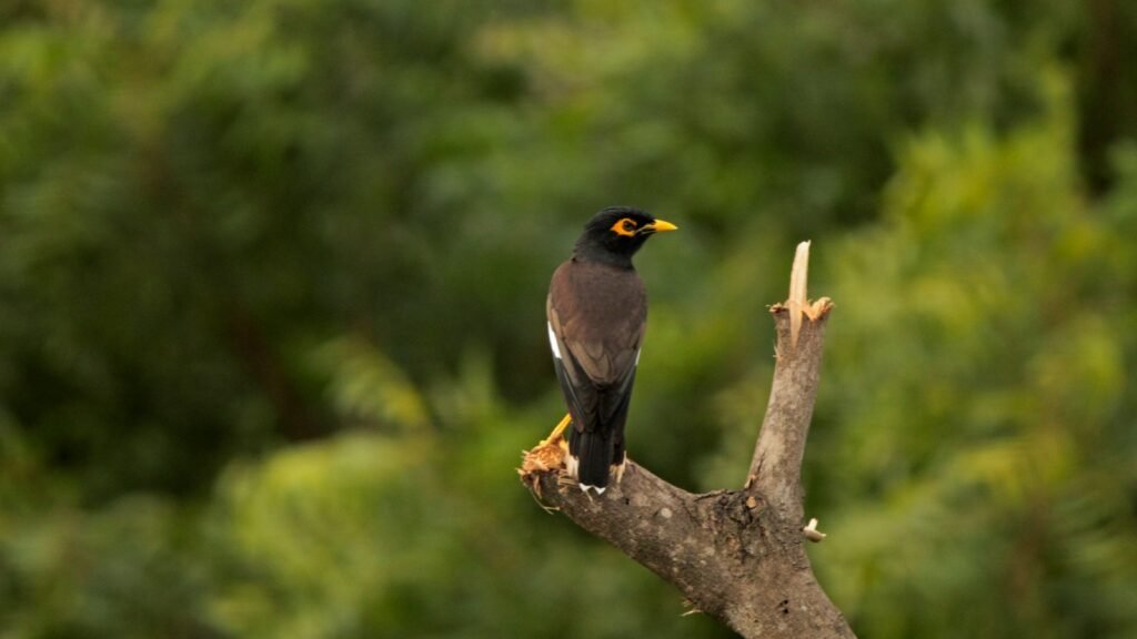 Common Mynah bird perched on a bare tree branch against a lush green forest background.