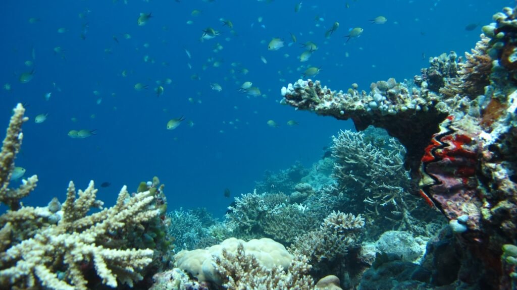 bleached coral reef